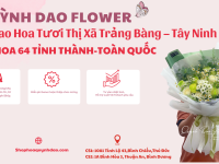 Giao Hoa Tươi Thị Xã Trảng Bàng – Tây Ninh | Hoa Quỳnh Dao