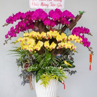 Lan hồ điệp 