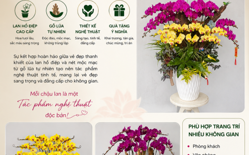 Chậu Lan Mix Gỗ Lũa Đẹp – Xu Hướng Trang Trí Và Quà Tặng Nghệ Thuật Được Yêu Thích Hiện Nay