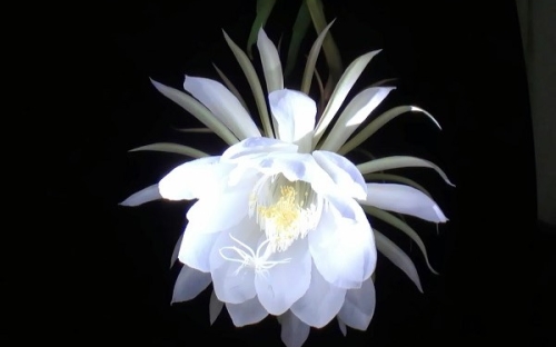 Ý nghĩa hoa Quỳnh 