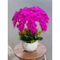Chậu lan hồ điệp cao su tím 10 nhánh
