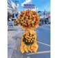 Kệ khai trương vàng rực rỡ 