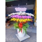 Chau lan hồ điệp khổng lồ thuận an