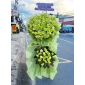 Kệ khai trương xanh lá quận 12
