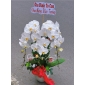 Lan hồ điệp 3 nhánh