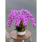 Chậu lan hồ điệp cao su tím 7 nhánh 