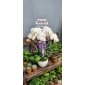 Chậu lan hồ điệp đi viếng 