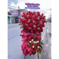 Kệ hoa full đỏ quận 12