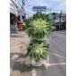 Kệ hoa viếng Bình thọ thủ đức 