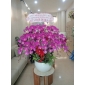 Chậu lan hồ điệp tím to đẹp 