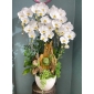 Chậu lan 6 nhánh gỗ lũa