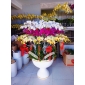 Chậu lan hồ điệp 50 nhánh