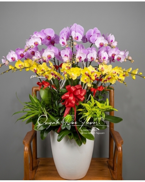 Chậu lan hồ điệp 15 cành