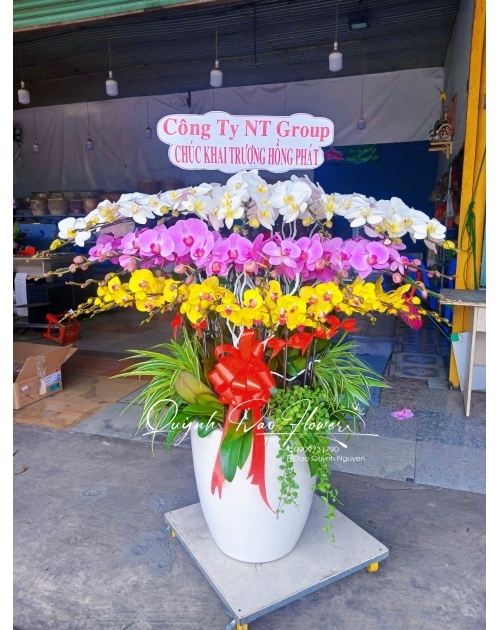 Chau lan hồ điệp khổng lồ thuận an
