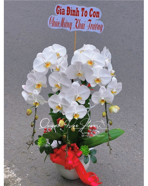 Lan hồ điệp 3 nhánh