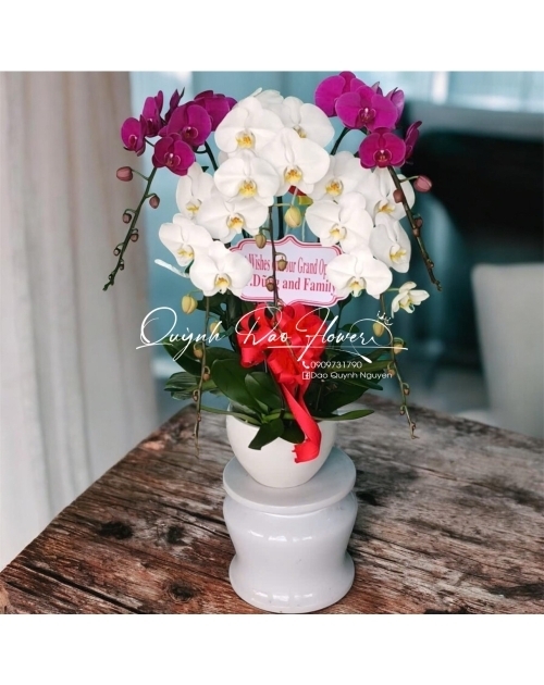 Chậu lan hồ điệp trắng tím