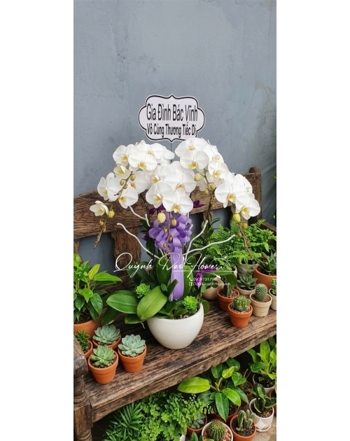 Chậu lan hồ điệp đi viếng 