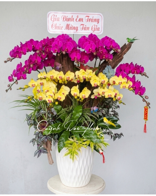 Chậu lan hồ điệp 22 nhánh mix gỗ lũa