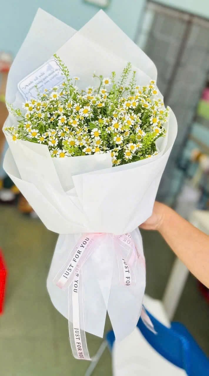 Cúc tana thủ Đức 