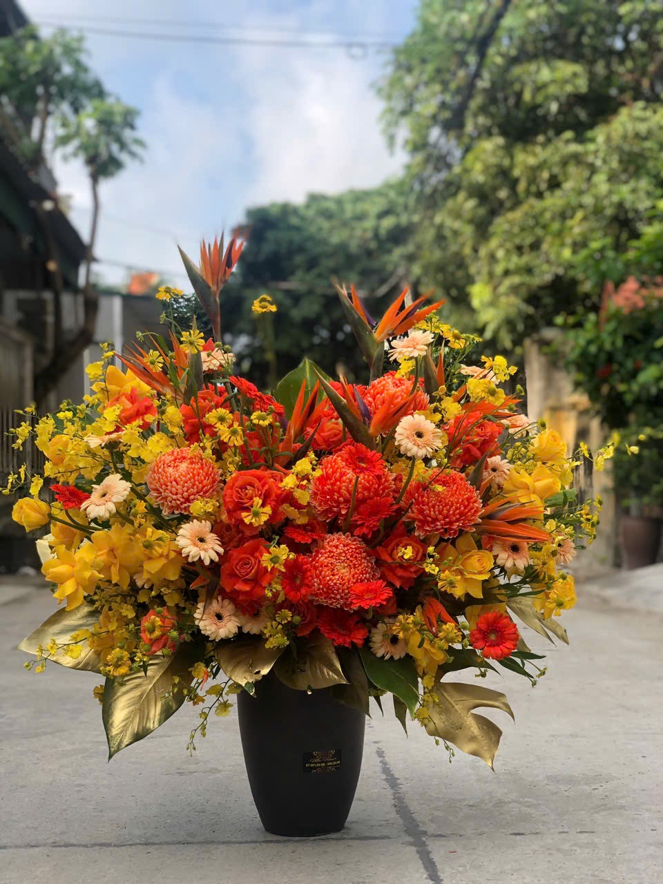 Chậu hoa cúc mẫu đơn to đẹp 