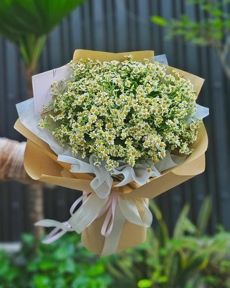 Bó hoa cúc tana rẻ nhất 