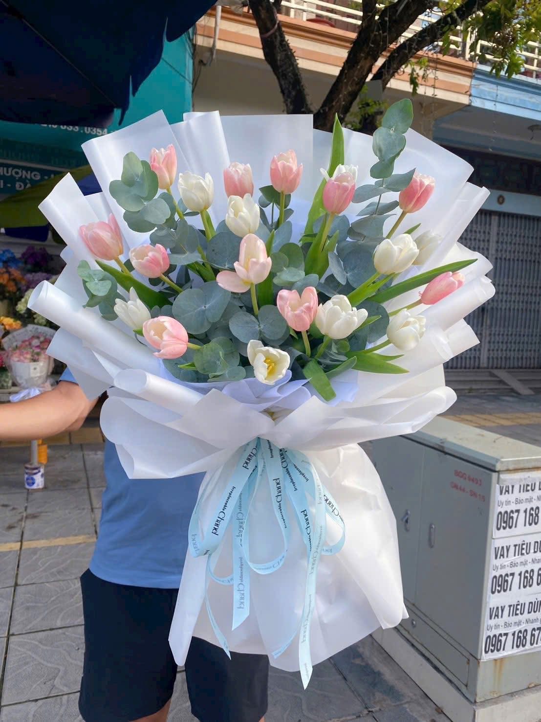 Hoa tulip trắng hồng