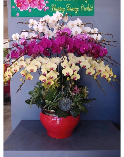 Chậu lan hồ điệp 30 cành