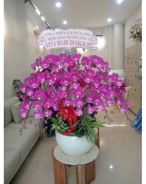 Chậu lan hồ điệp tím to đẹp 