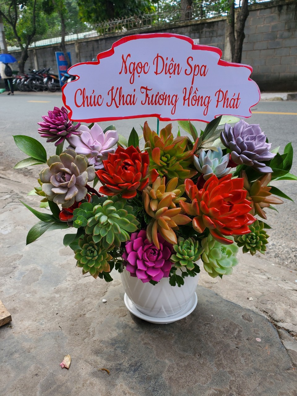 Chậu hoa sen đá tặng khai trương 