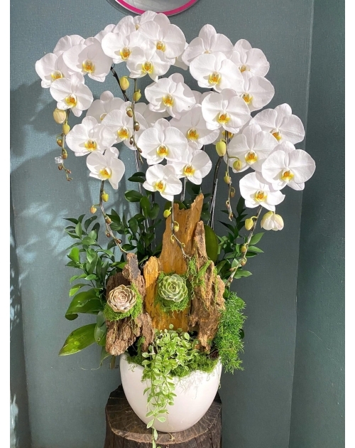 Chậu lan 6 nhánh gỗ lũa