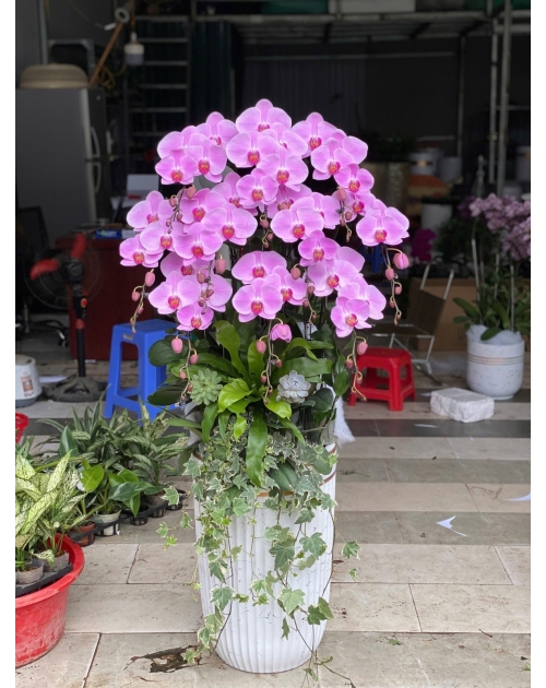 Chậu lan hồ điệp tím 11 nhánh