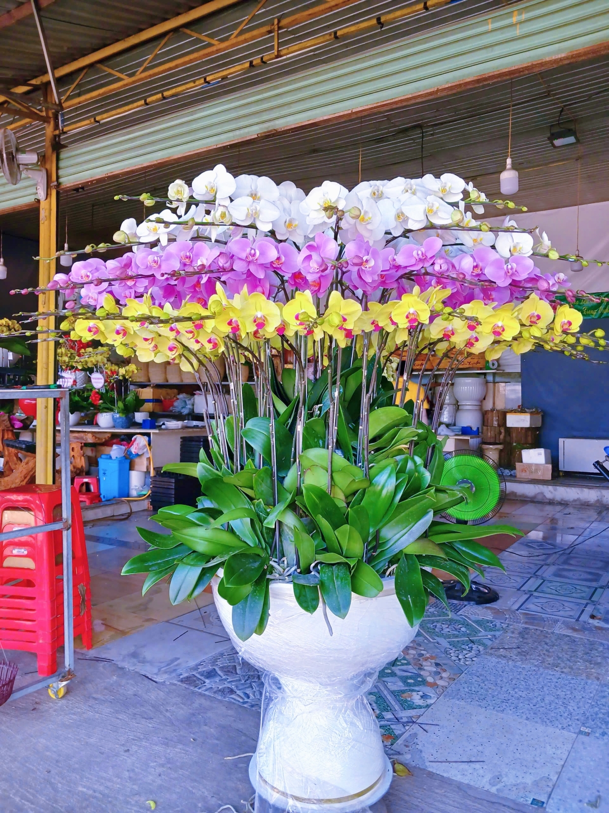 Chậu lan hồ điệp 50 nhánh thủ Đức 
