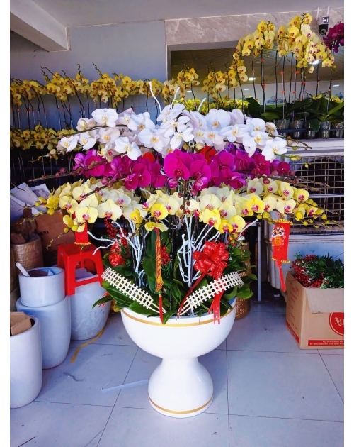 Chậu lan hồ điệp 50 nhánh