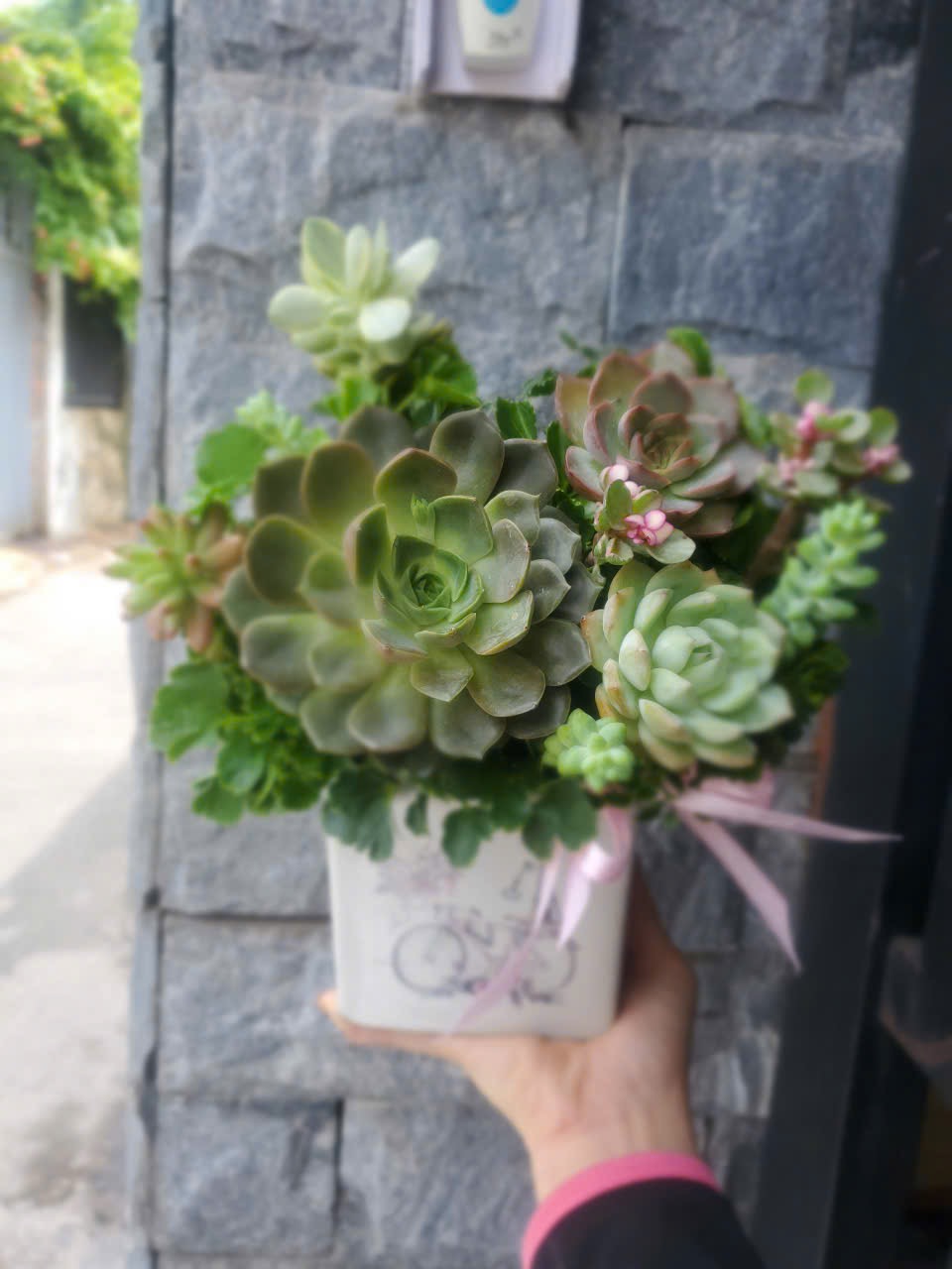 Hoa sen đá tặng bạn thân 