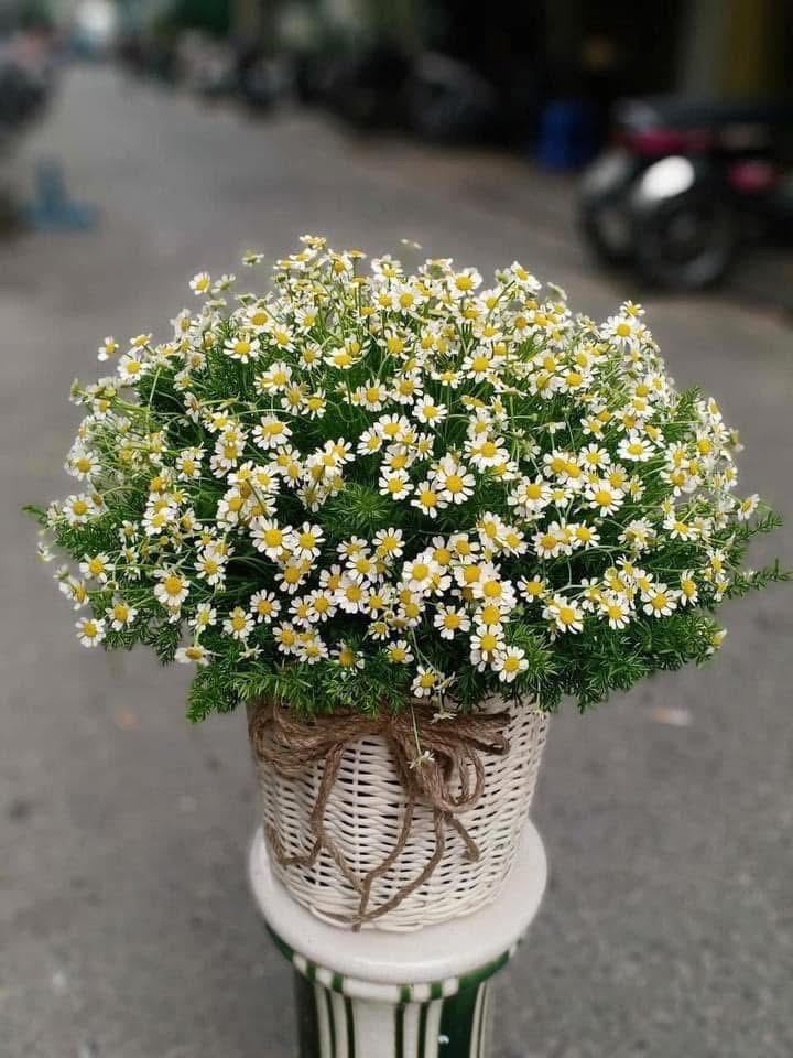 Giỏ hoa cúc tana