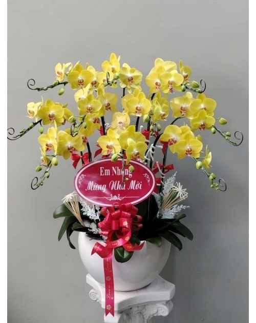 Lan hồ điệp vàng 