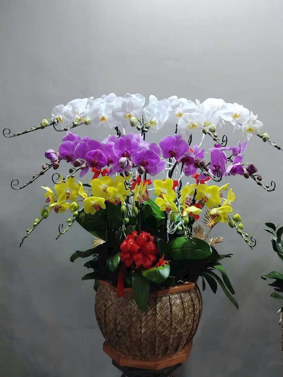 Chậu lan hồ điệp đại phát 