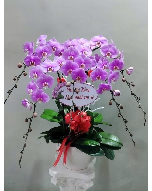 Chậu lan hồ điệp khai trương đại phát 