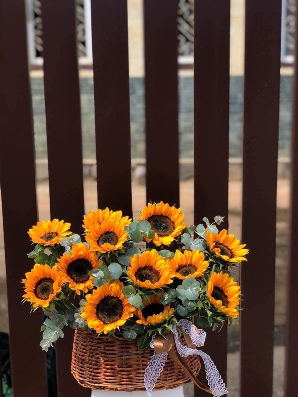 Hoa khai trương hướng dương để bàn 
