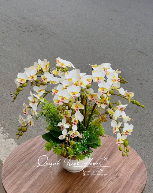 Chậu lan cao su tiểu hồ điệp 7 nhánh 