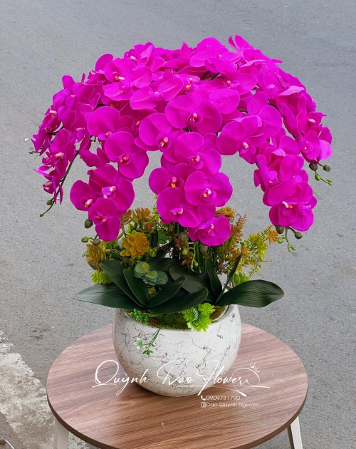 Chậu lan hồ điệp cao su tím 10 nhánh