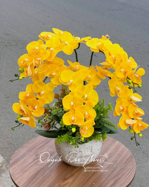 Chậu lan hồ điệp cao su vàng  5 nhánh 