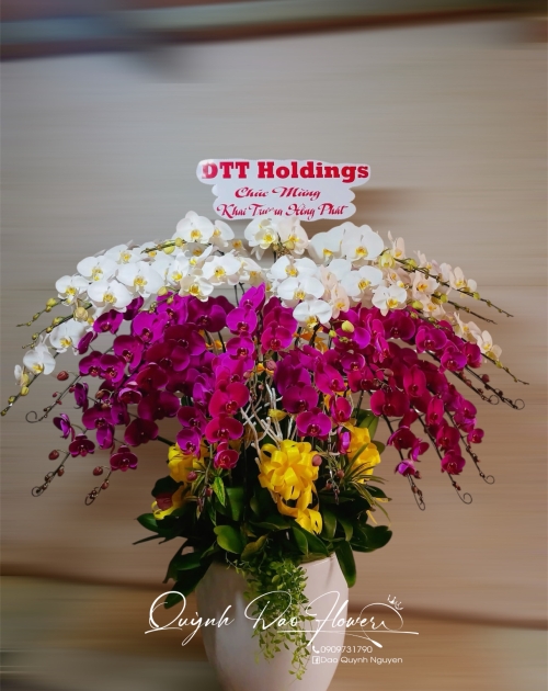 Chậu lan hồ điệp 25 nhánh tại Thủ Đức 