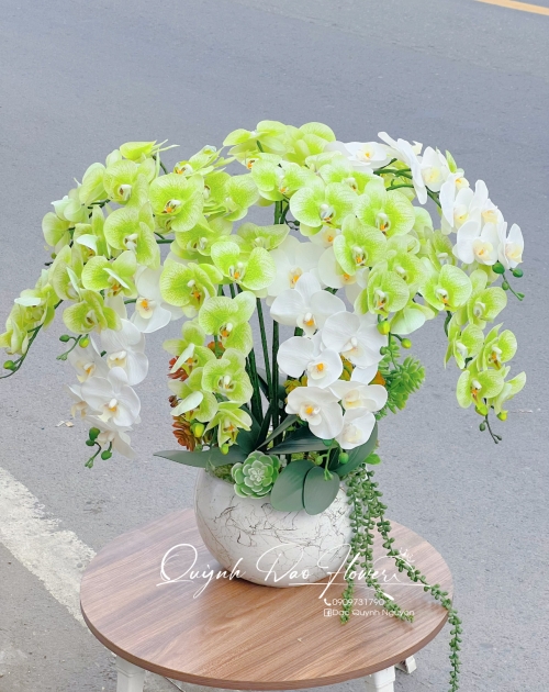 Chậu lan hồ điệp cao su xanh lá 15 nhánh 