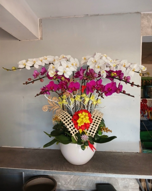 Chậu lan hồ điệp 11 nhánh