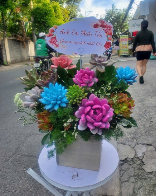 Hoa sen đá xanh dương tại Bình Dương 