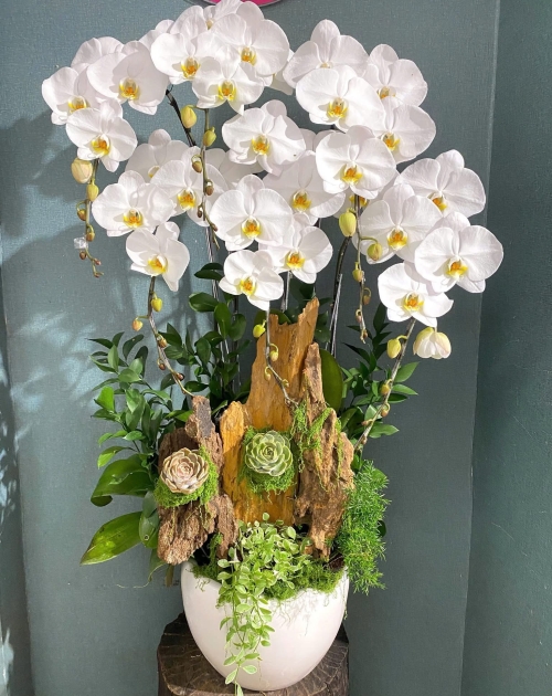 Chậu lan 6 nhánh gỗ lũa