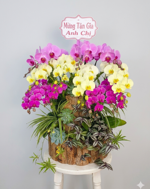 Chậu lan hồ điệp 11 nhánh mix gỗ lũa