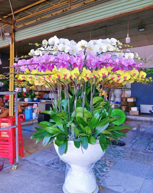 Chậu lan hồ điệp 50 nhánh thủ Đức 
