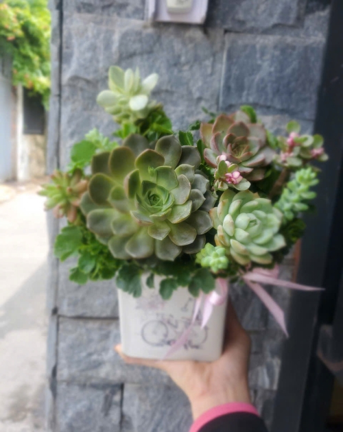 Hoa sen đá tặng bạn thân 